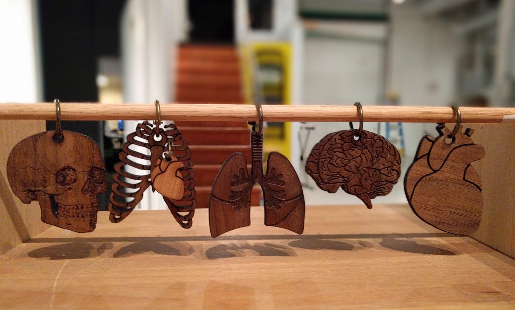 Lasercut Walnut Anatomy