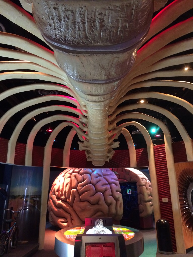 The Health Museum, Houston, TX | A Fistful of Neurons